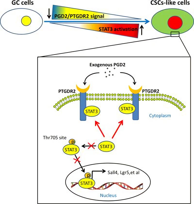 PGD2/PTGDR2 signaling restricts the self‐renewal and tumorigenesis of gastric cancer.