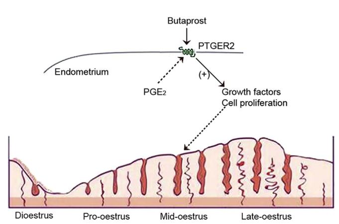 Possible way of PTGER2 mediating the effect of PGE2 on endometrial growth.