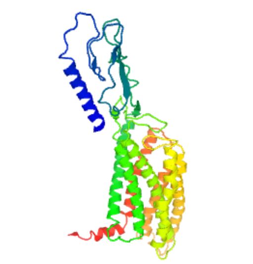 Structure of PTH1R membrane protein.