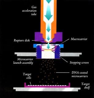 creative biolabs