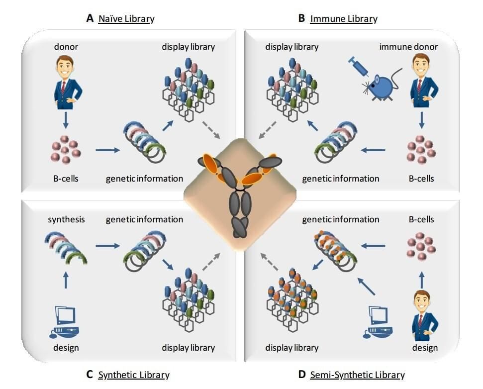 Antibody Library (Immune, Naïve, Semi-synthetic, Synthetic)