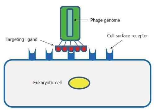 phage, ligand, receptor and cell