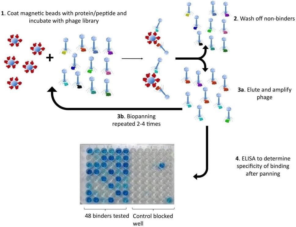 ライブラリスクリーニングの流れ
