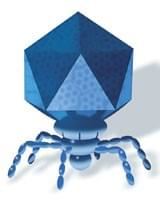 Comprehensive Phage Display Systems in Creative Biolabs