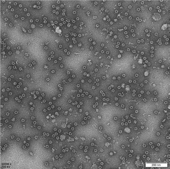 Transmission electron microscope of Poliovirus VLPs
