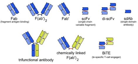 Engineered monoclonal antibodies