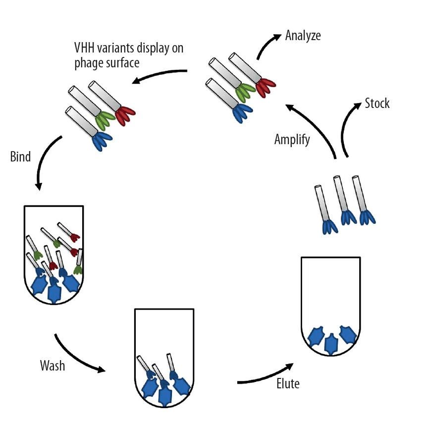 Single-domain antibody. Guided selection Phage display. Домены антител