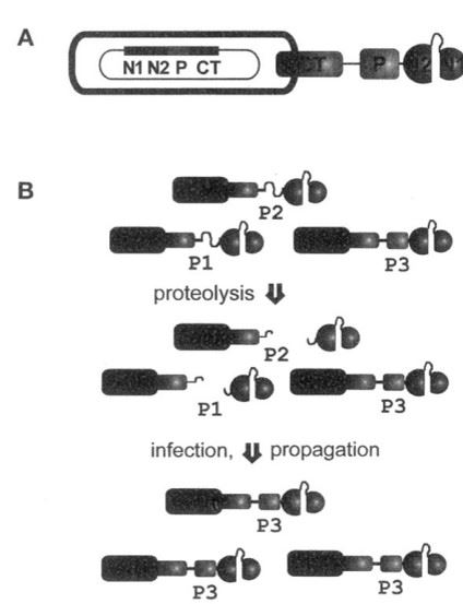 Schematic drawing of a phage hosting a protein (P) between CT and N2 of the gene-3-protein and the selection procedure (Sieber et al. 1998)