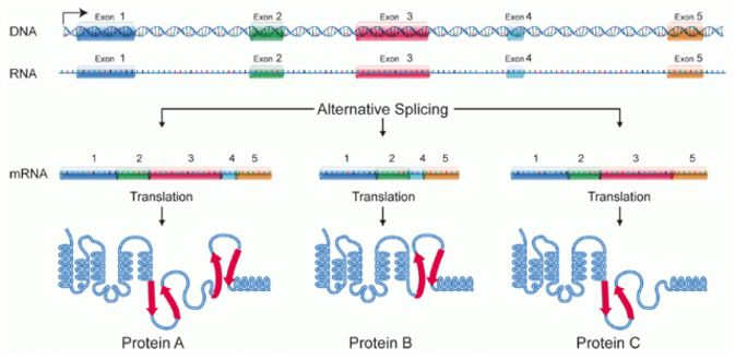 Protein isoforms A, B, and C are formed by alternative splicing.