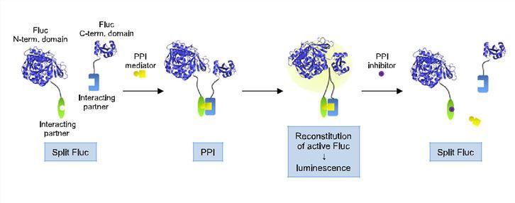 Protein-Fragment Complementation Assay (PCA) Service