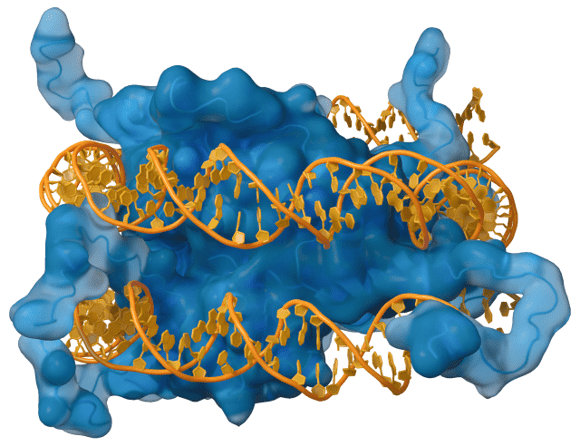 Proteins' basic amino acids bind to the acidic phosphate groups on DNA.