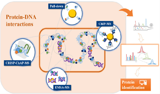Fig.2 Overview of the approaches most commonly employed in proteomics applications for the identification of protein-nucleic acid interactions. 