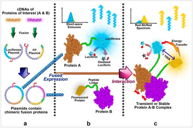 Fig.1 Principles of BRET assay for protein interactions characterization.