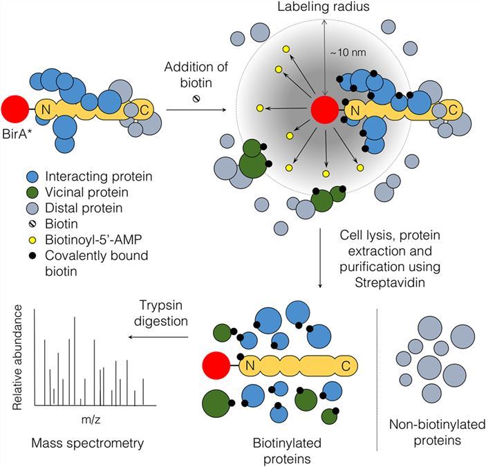 creative biolabs