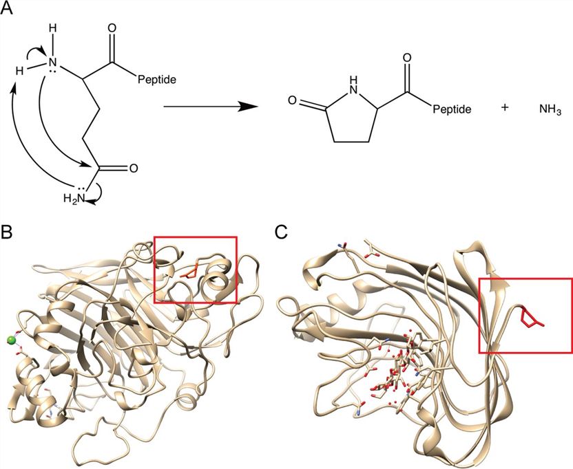 Pyroglutamate formation and its presence and function in fungal hydrolytic enzymes. (Wu, 2017)