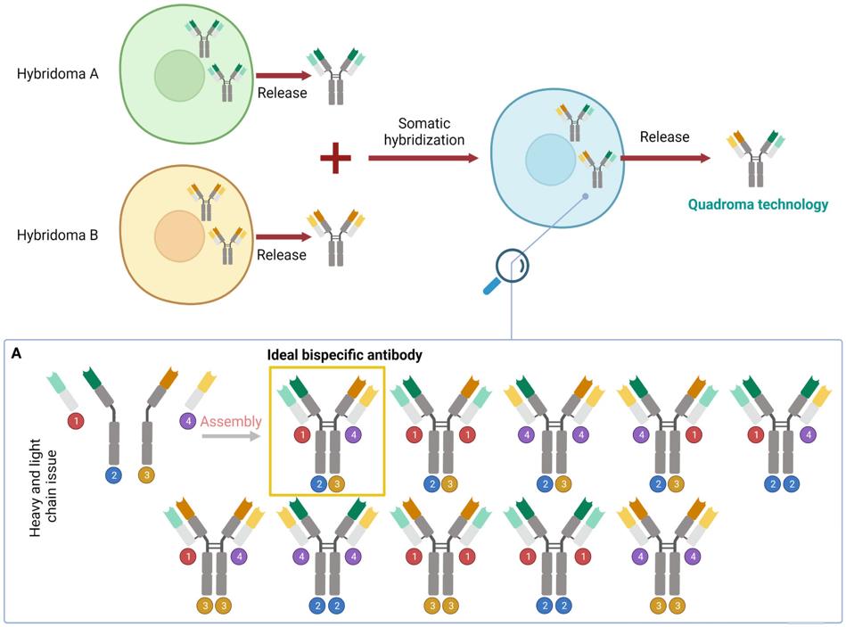 Fig.1 The illustration of quadroma technology.