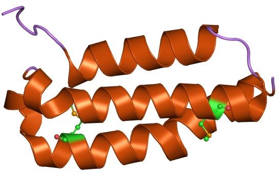 The structure of Receptor activity-modifying protein 1