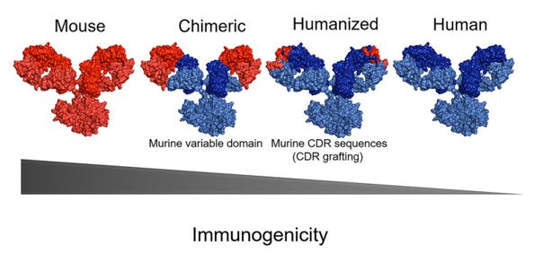 Schematic overview of antibody humanization from murine antibodies (red domains) to fully human antibodies (blue domains).