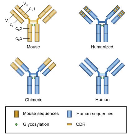 Antibody engineering for humanization.