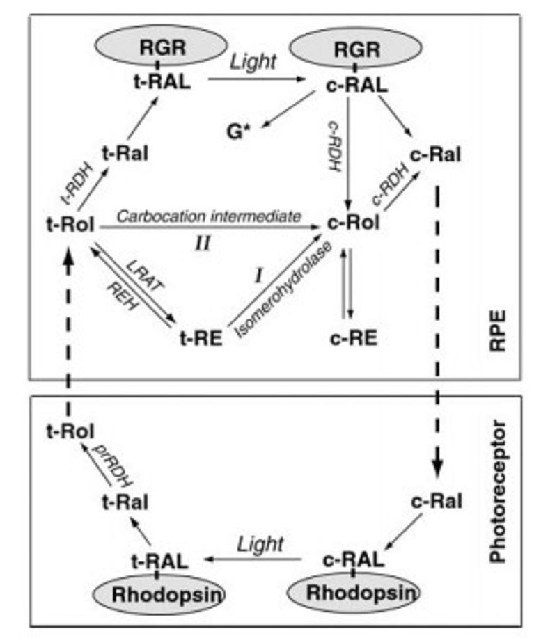 RGR Membrane Protein Introduction