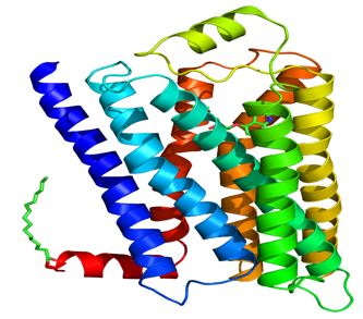 RHAG Membrane Protein Introduction
