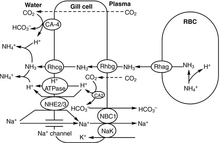 RHCG Membrane Protein Introduction