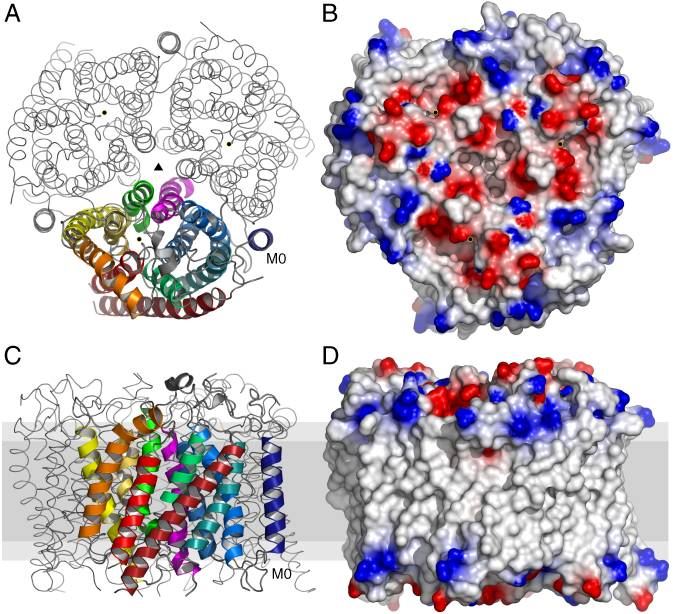 RHD Membrane Protein Introduction