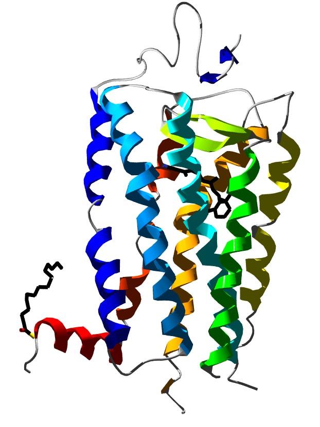 RHO Membrane Protein Introduction