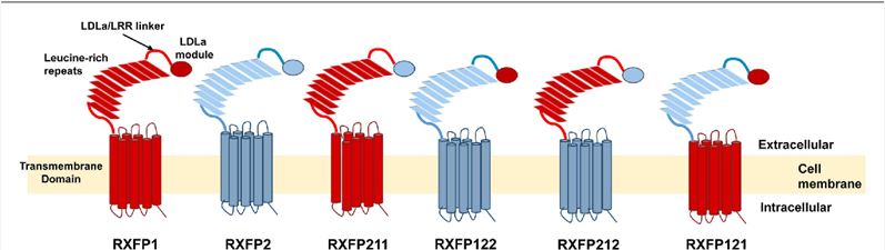 Schematic representation of the RXFP1 and RXFP2 receptors compared to the RXFP211, RXFP122, RXFP212, and RXFP121 chimeric receptors.