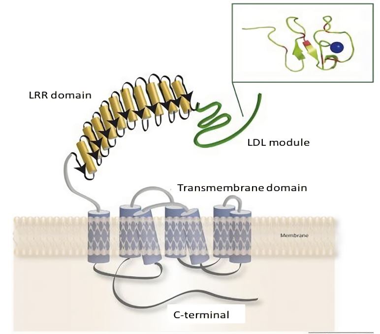 Structure of RXFP2 membrane protein.