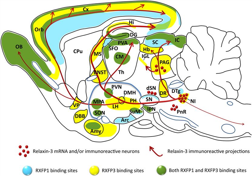 Distribution of the relaxin-3 neural network and RXFP3 in relation to RXFP1, illustrated on a schematic parasagittal profile of the rodent brain.