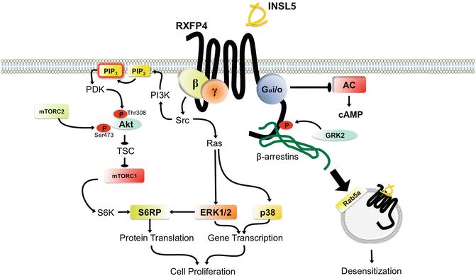 Relaxin family peptide receptors RXFP3 and RXFP4.