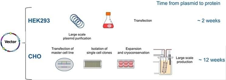 Time from Plasmid to Protein