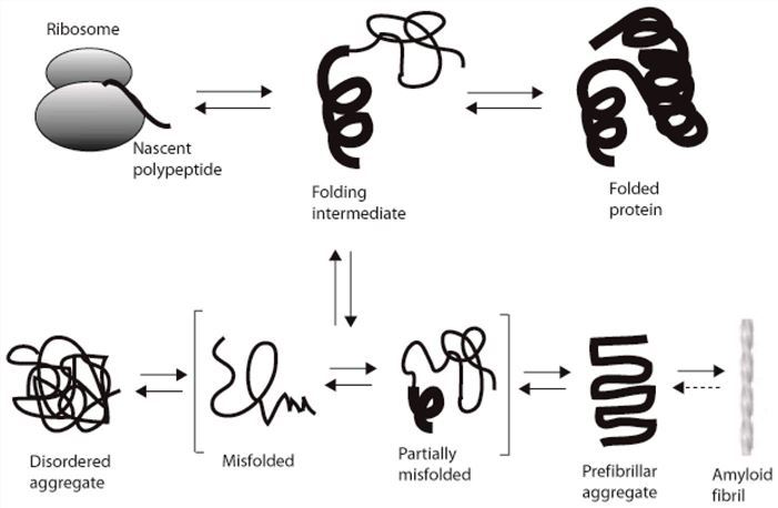 Scheme of protein folding and misfolding/aggregation. 