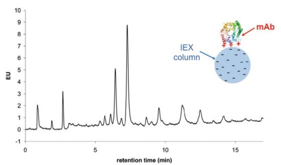 Separation of the charge variants of papain digested Cetuximab by salt-gradient based IEX.