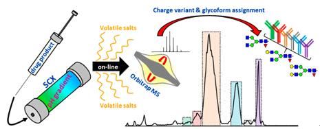 Charge variant analysis of mAbs using cation exchange chromatography.