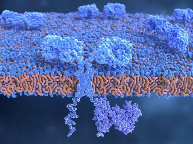 Removal of T Cell Epitopes Assay（Creative Biolabs Authorized）