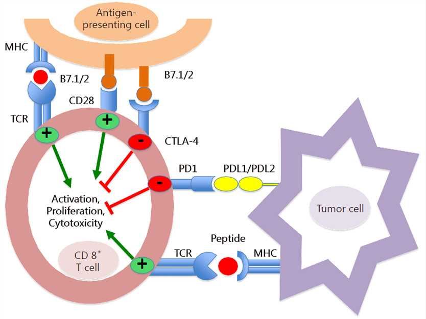 The programmed cell death 1 (PD-1)/PD-L1 pathway.