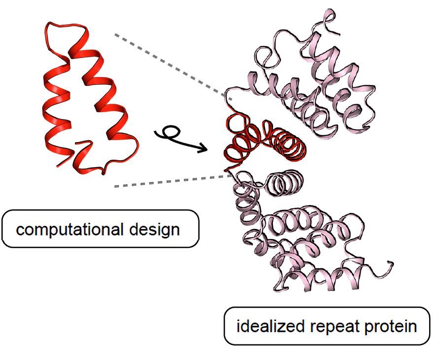 Repeat Protein Design