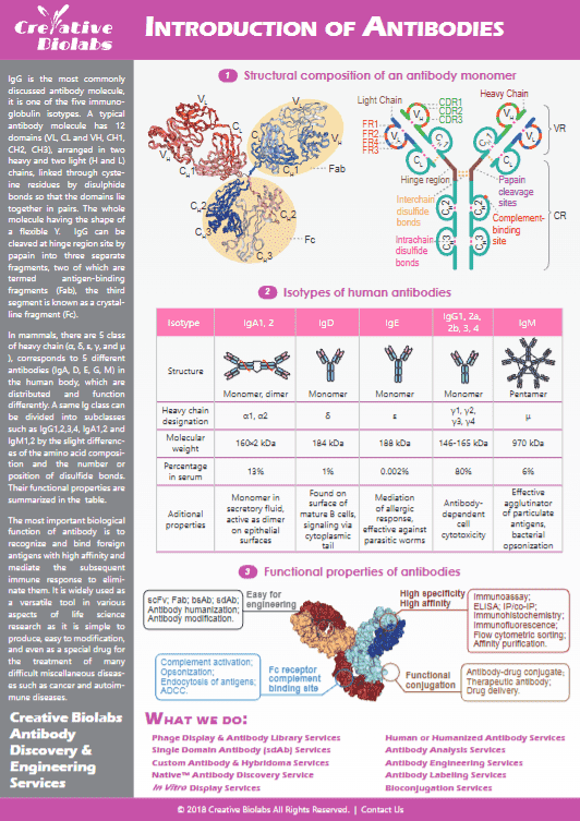Antibody Introduction Infographic