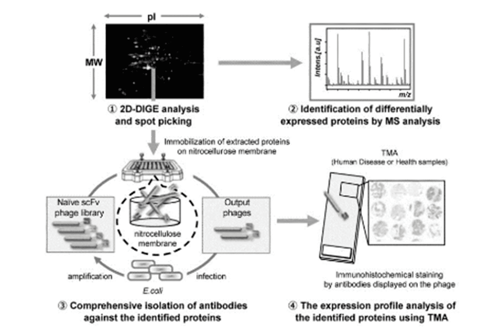 Phage Display Technology Platform