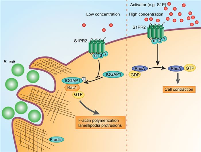 Proposed mechanism involved in impaired bacterial clearance mediated by S1PR2 signaling in macrophage.