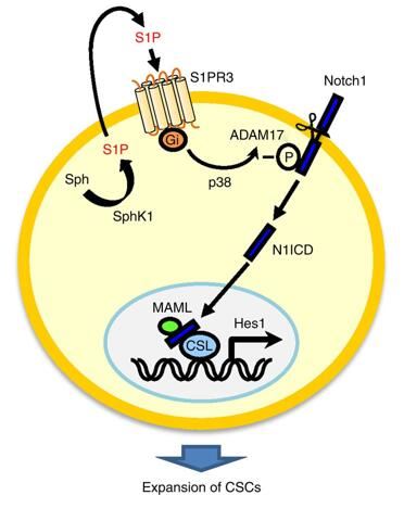 A working model for the functions of SphK/S1P/S1PR3 in CSC regulation.