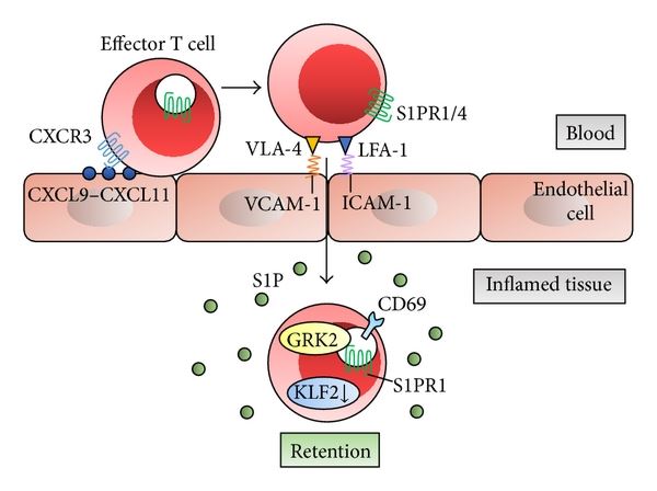 S1P-S1PR1 axis and lymphocyte retention in inflamed tissue.
