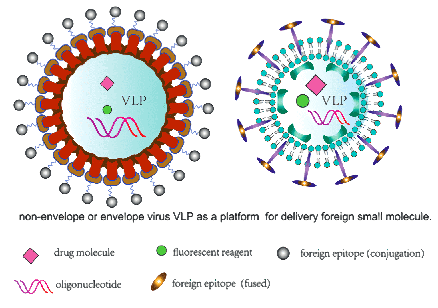 A schematic representation of assembly VLPs derived from enveloped or nonenveloped viruses.