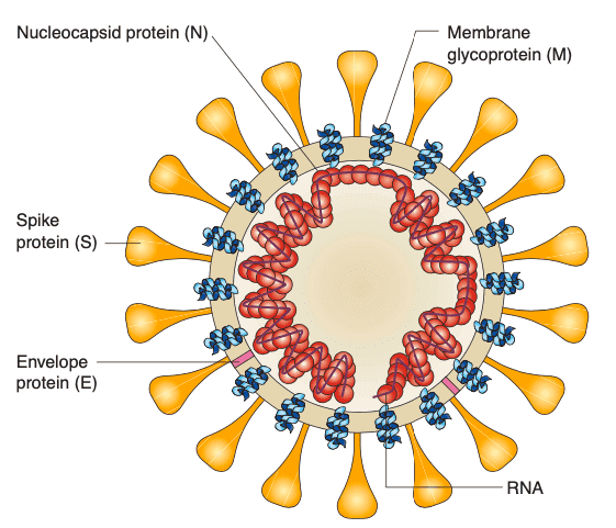 Schematic diagram of the SARS coronavirus structure.