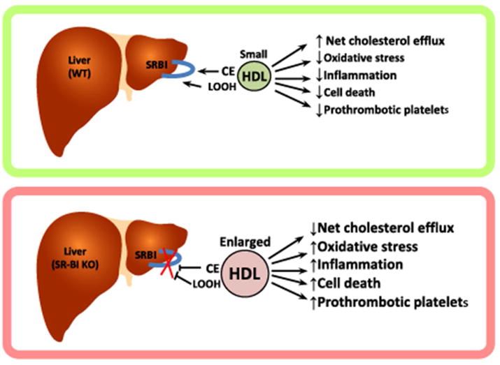 SCARB1 Membrane Protein Introduction