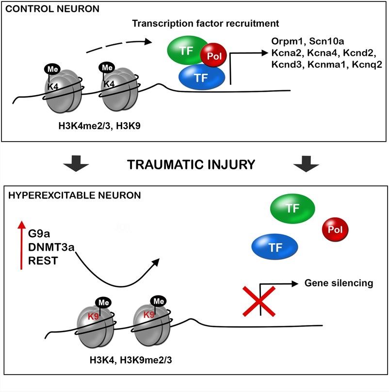 Traumatic injuries of the nervous system induce gene expression alteration in neurons triggering hyperexcitability and neuropathic pain.