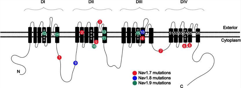 Schematic of a typical VGSC.