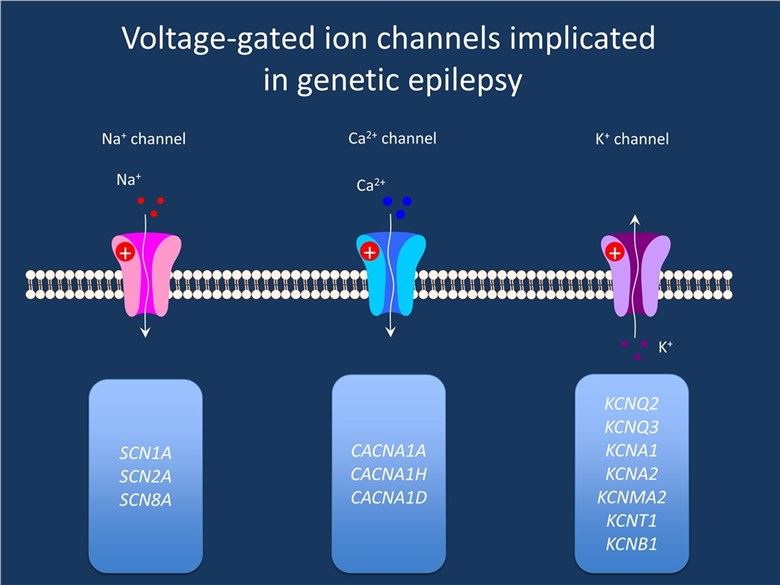 SCN1A Membrane Protein Introduction